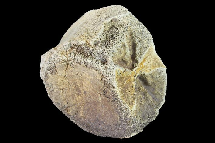 Fossil Dinosaur Vertebra - Judith River Formation #144956